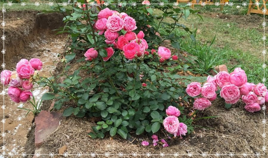 Pomponella róża rabatowa